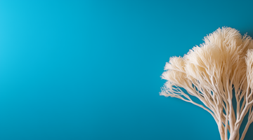 Lion’s Mane Mushroom: Benefits, Side Effects and Supplement Options
