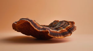 Reishi - a mushroom of dreams that eases anxiety and stress