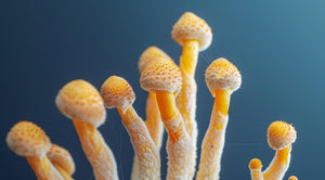 Cordyceps - improves your athletic performance (and sooo much more)