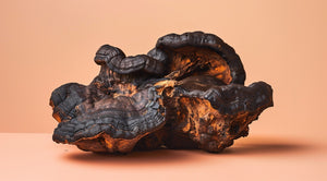 Chaga - our immunity's best friend