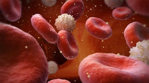 Glucose: the quiet system shaping how we age