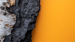 Chaga mushroom: What it is, benefits, and side effects