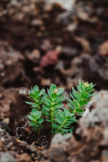 Rhodiola rosea benefits and side effects