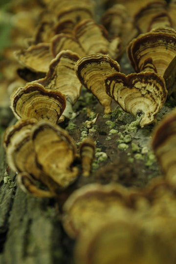 Everything you need to know about turkey tail mushrooms